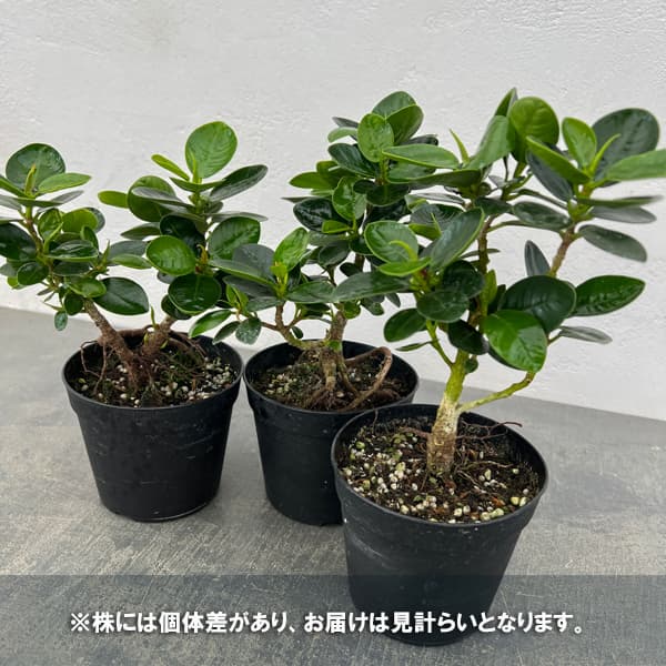 パンダガジュマル（古株）　3.5号硬質ポット