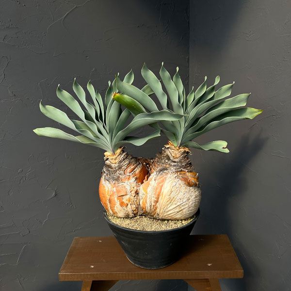 [ザ・ファームセレクト]ブーファン：ハエマンソイデス　ダブルヘッド　9号26-01