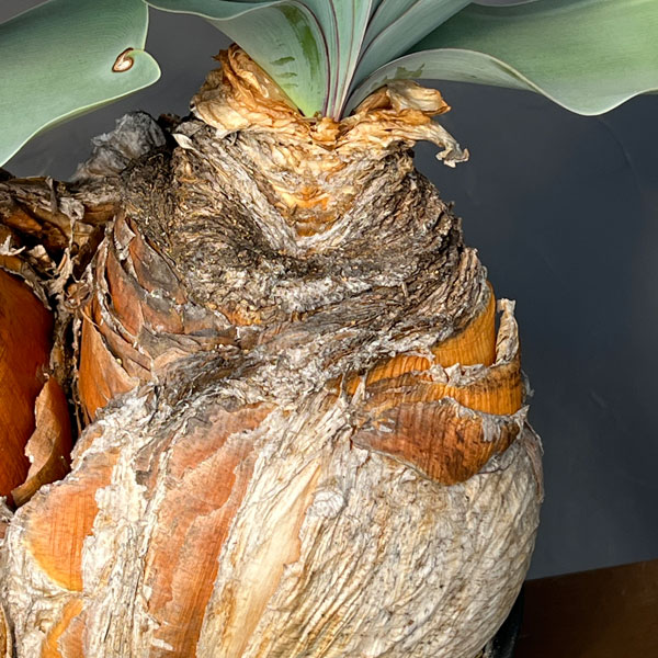 [ザ・ファームセレクト]ブーファン：ハエマンソイデス　ダブルヘッド　9号26-01