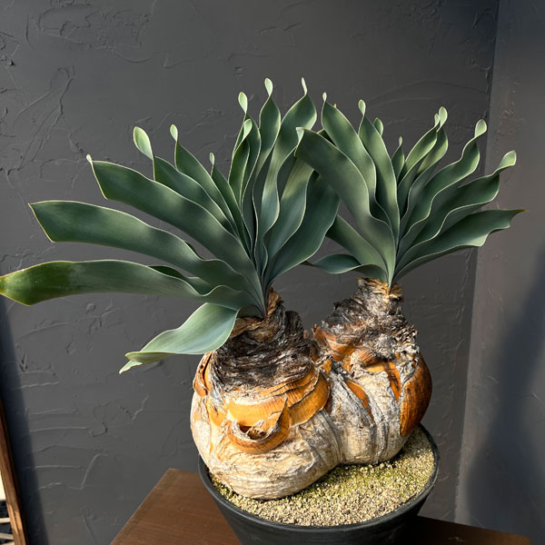 [ザ・ファームセレクト]ブーファン：ハエマンソイデス　ダブルヘッド　9号26-01