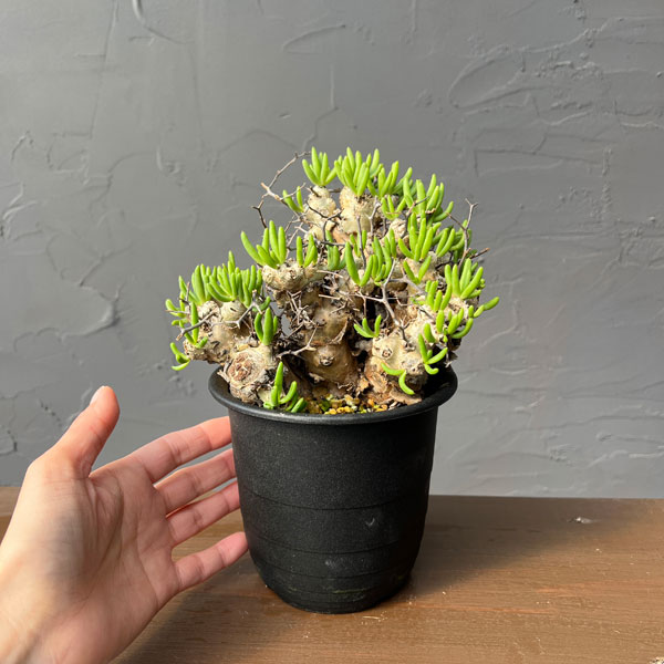 チレコドン：レティキュラーツス(万物想)4号鉢植え26-01