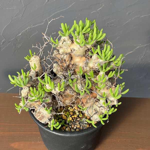 チレコドン：レティキュラーツス(万物想)4号鉢植え26-01