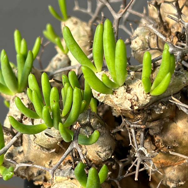 チレコドン：レティキュラーツス(万物想)4号鉢植え26-01