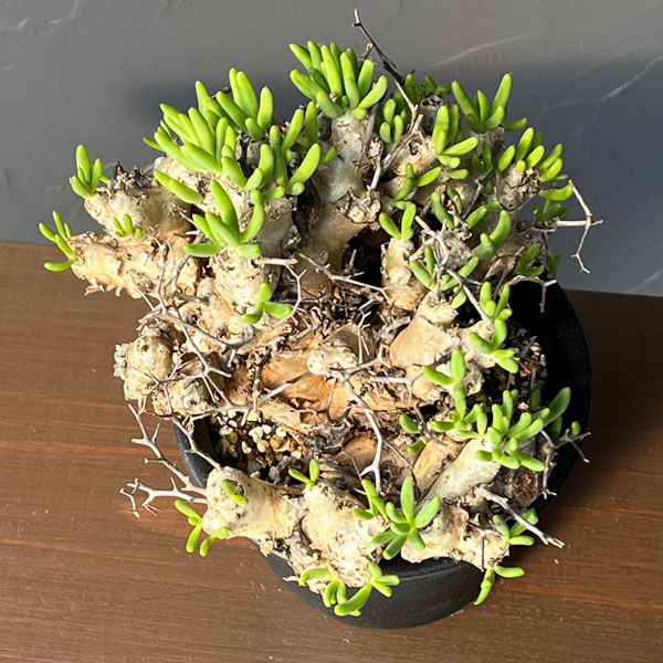 チレコドン：レティキュラーツス(万物想)4号鉢植え26-01