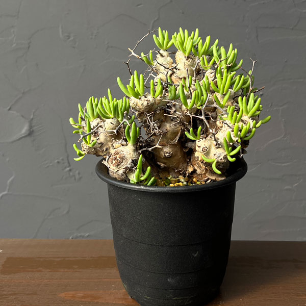 チレコドン：レティキュラーツス(万物想)4号鉢植え26-01