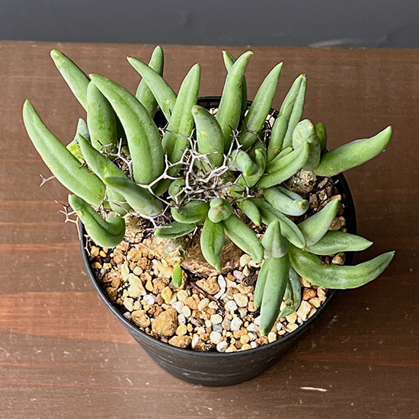 チレコドン:レティキュラーツス(万物想)3号鉢植え26-02