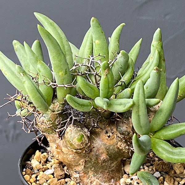 チレコドン:レティキュラーツス(万物想)3号鉢植え26-02