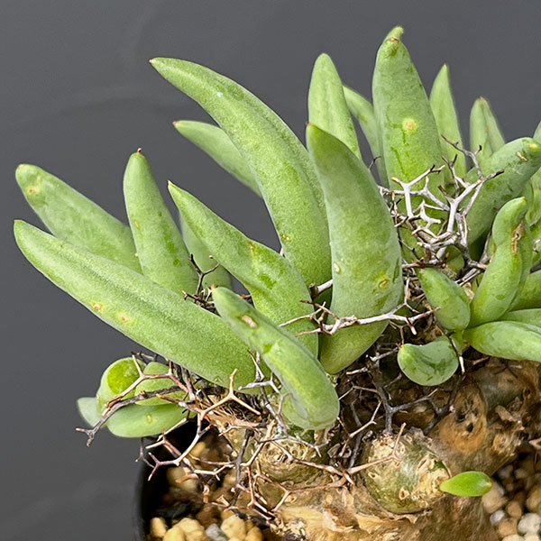 チレコドン:レティキュラーツス(万物想)3号鉢植え26-02