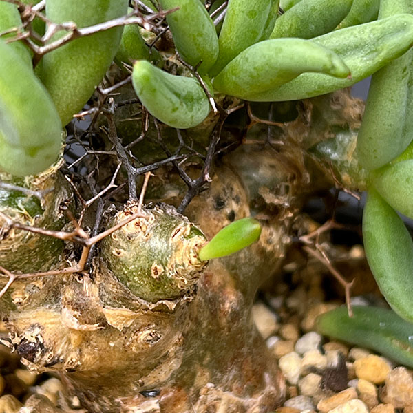 チレコドン:レティキュラーツス(万物想)3号鉢植え26-02