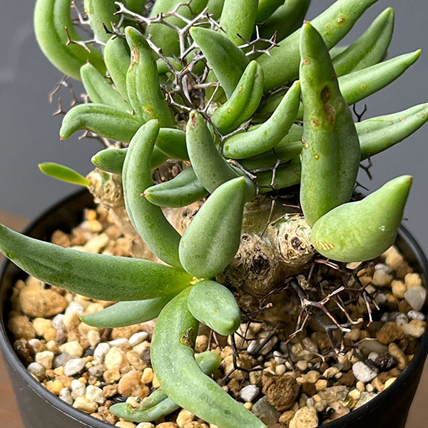 チレコドン:レティキュラーツス(万物想)3号鉢植え26-02