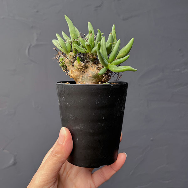 チレコドン:レティキュラーツス(万物想)3号鉢植え26-02