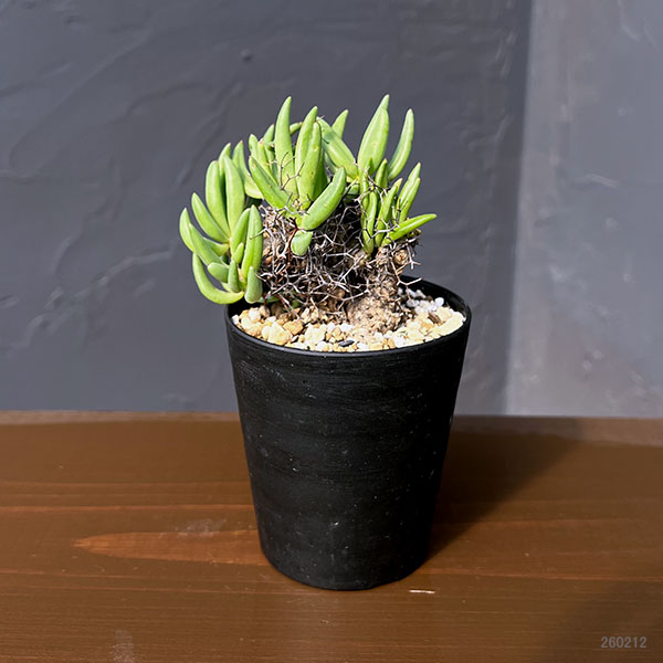 チレコドン：レティキュラーツス(万物想)3号鉢植え26-03