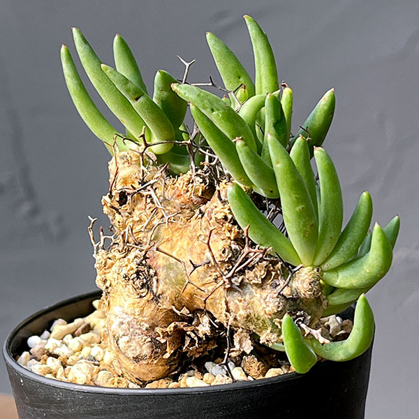 チレコドン：レティキュラーツス(万物想)3号鉢植え26-03