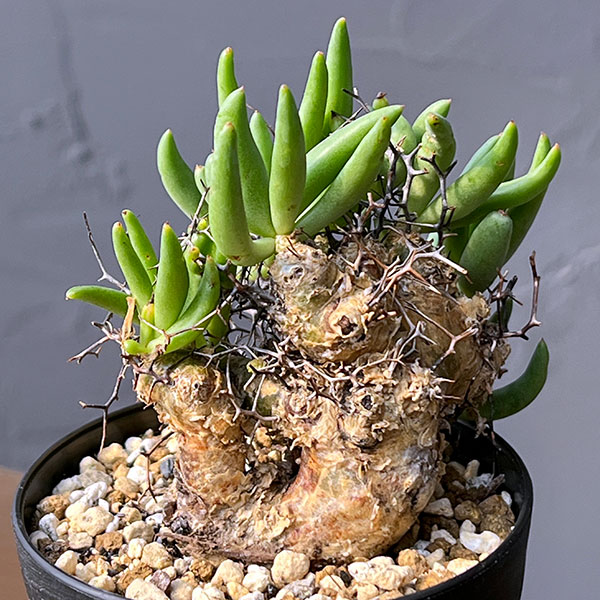 チレコドン：レティキュラーツス(万物想)3号鉢植え26-03