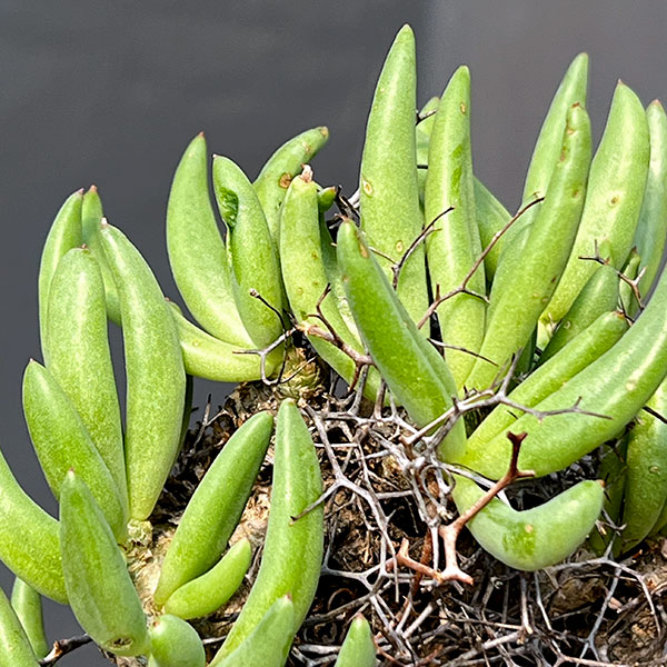 チレコドン：レティキュラーツス(万物想)3号鉢植え26-03