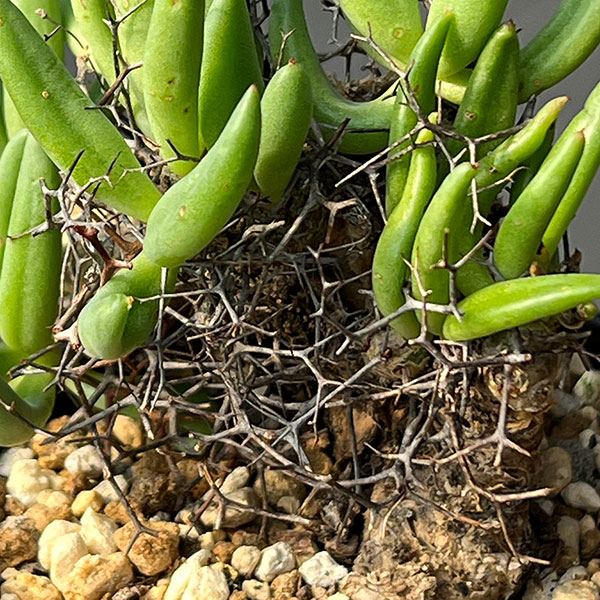 チレコドン：レティキュラーツス(万物想)3号鉢植え26-03