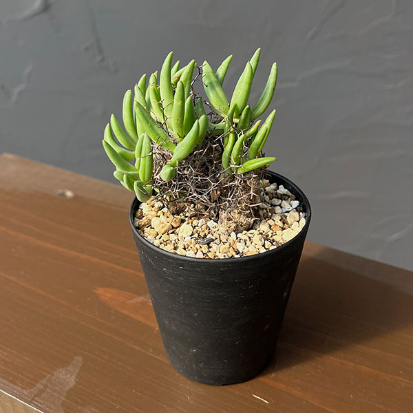 チレコドン：レティキュラーツス(万物想)3号鉢植え26-03