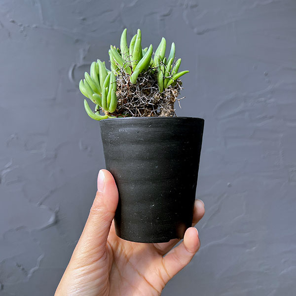 チレコドン：レティキュラーツス(万物想)3号鉢植え26-03