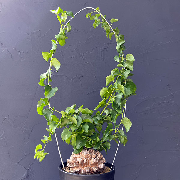 キッコウリュウ(亀甲竜):しっかり割れた国内実生株 4号鉢植え26-01