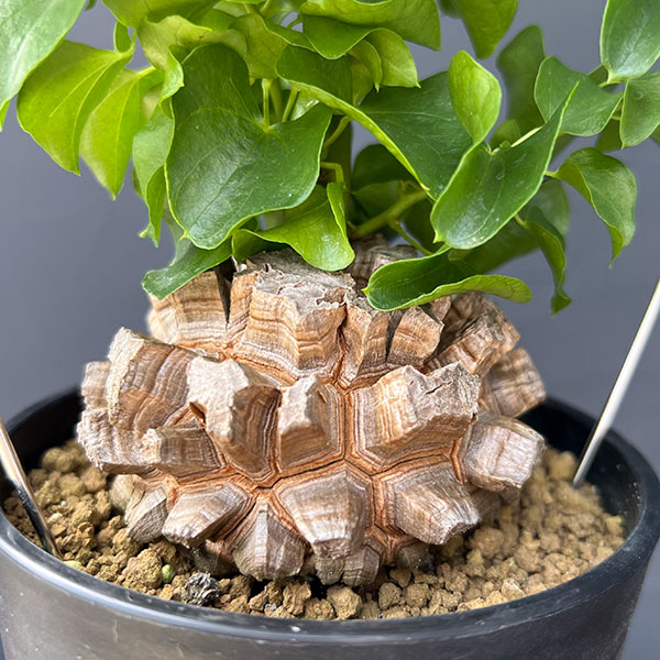 キッコウリュウ(亀甲竜):しっかり割れた国内実生株 4号鉢植え26-01