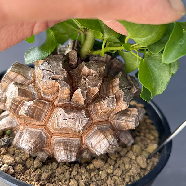 キッコウリュウ(亀甲竜):しっかり割れた国内実生株 4号鉢植え26-01