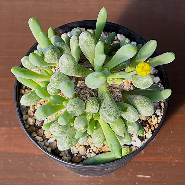 オトンナ：クラビフォリア　3号鉢植え*