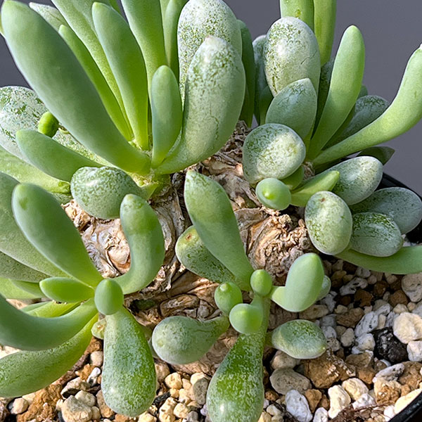 オトンナ：クラビフォリア　3号鉢植え*