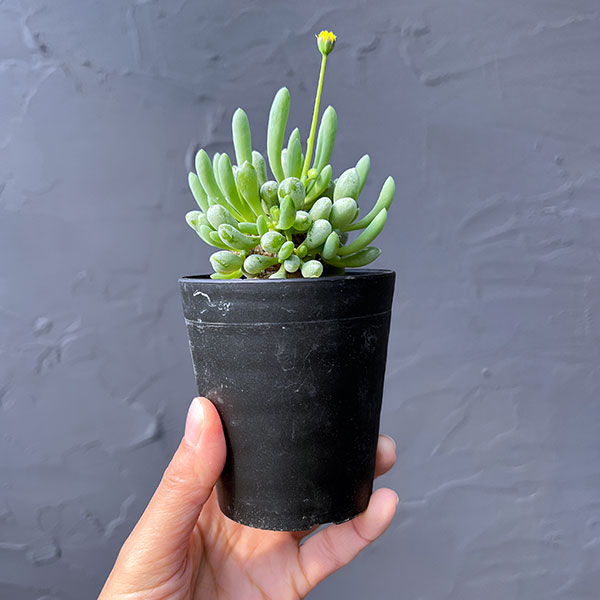 オトンナ：クラビフォリア　3号鉢植え*