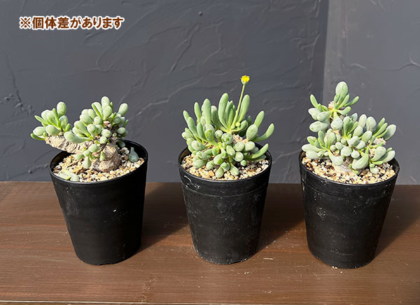 オトンナ：クラビフォリア　3号鉢植え*