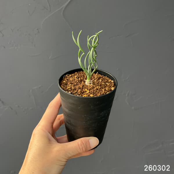 ゲチリス：ナマクエンシス　3号