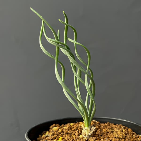 ゲチリス：ナマクエンシス　3号