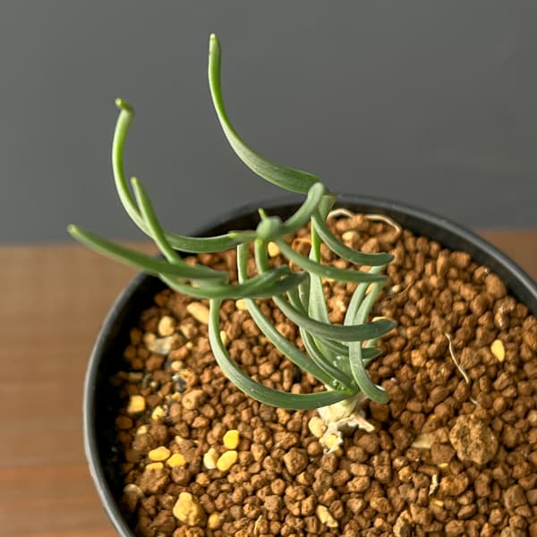 ゲチリス：ナマクエンシス　3号