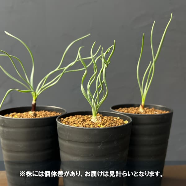 ゲチリス：ナマクエンシス　3号