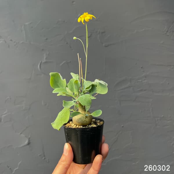 オトンナ：トリプリネルビア　実生セレクト　2.5号鉢植え