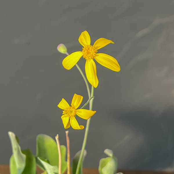 オトンナ：トリプリネルビア　実生セレクト　2.5号鉢植え