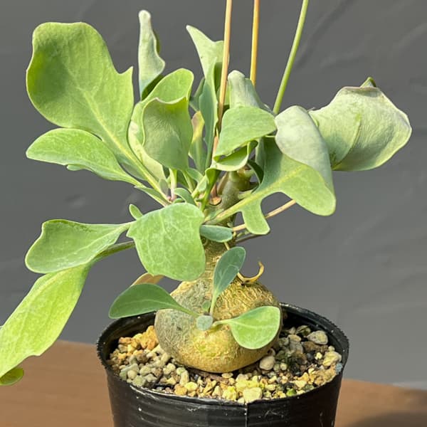 オトンナ：トリプリネルビア　実生セレクト　2.5号鉢植え