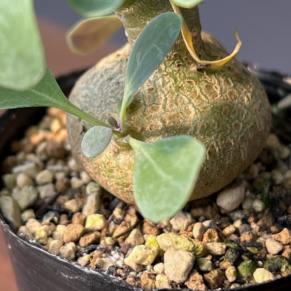 オトンナ：トリプリネルビア　実生セレクト　2.5号鉢植え