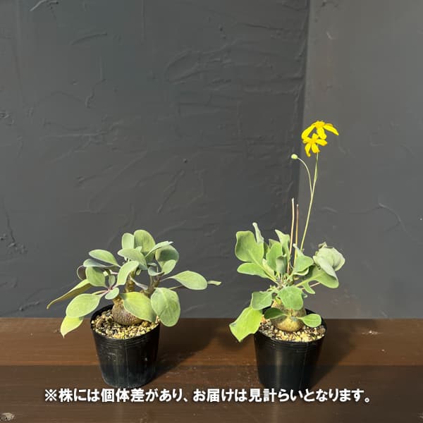 オトンナ：トリプリネルビア　実生セレクト　2.5号鉢植え