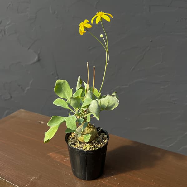 オトンナ：トリプリネルビア　実生セレクト　2.5号鉢植え