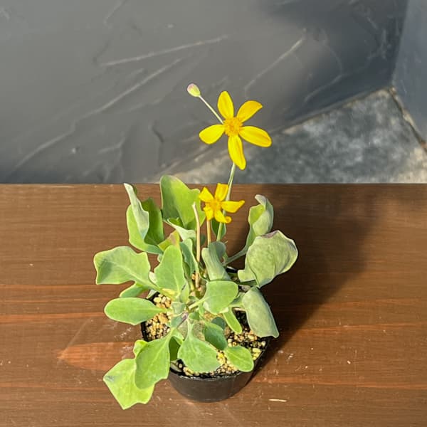 オトンナ：トリプリネルビア　実生セレクト　2.5号鉢植え