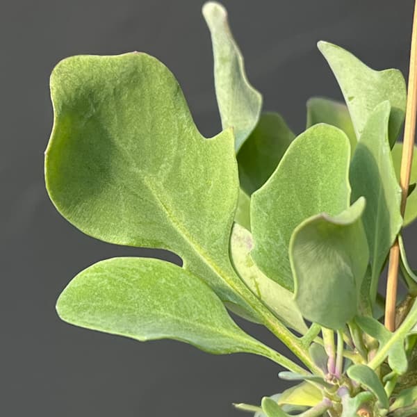 オトンナ：トリプリネルビア　実生セレクト　2.5号鉢植え