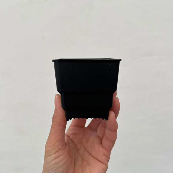 すごい根：メッシュ構造プラバチ　スクエアショート　2号　10個入り