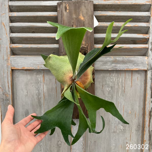 ビカクシダ（コウモリラン）：ネザーランド　長板付け