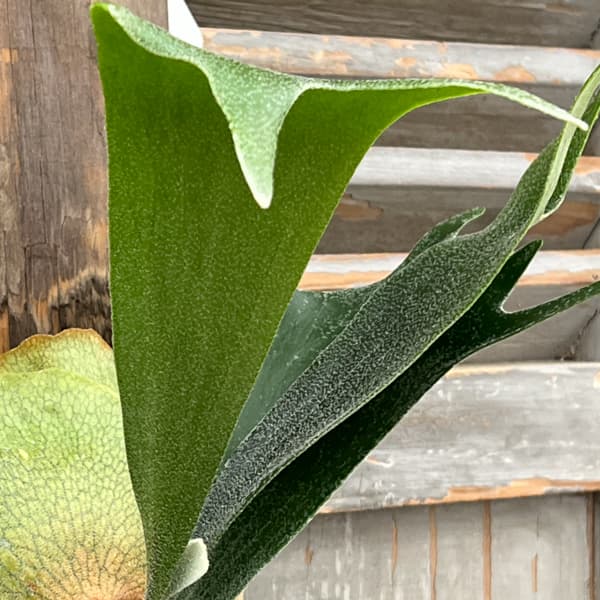 ビカクシダ（コウモリラン）：ネザーランド　長板付け