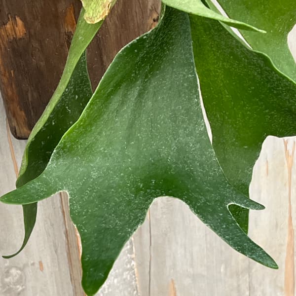 ビカクシダ（コウモリラン）：ネザーランド　長板付け