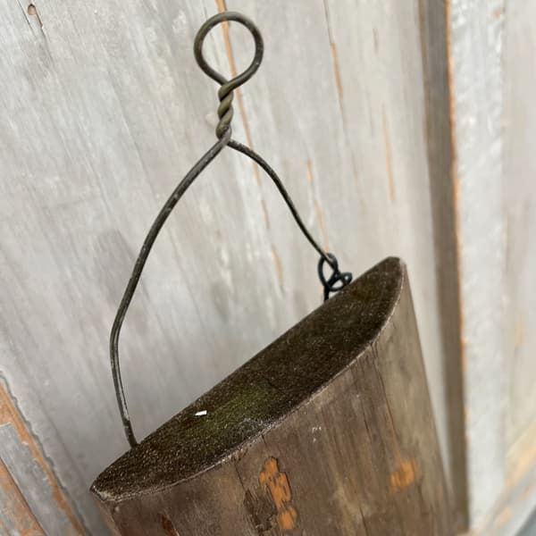 ビカクシダ（コウモリラン）：ネザーランド　長板付け