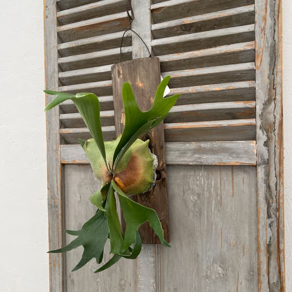 ビカクシダ（コウモリラン）：ネザーランド　長板付け