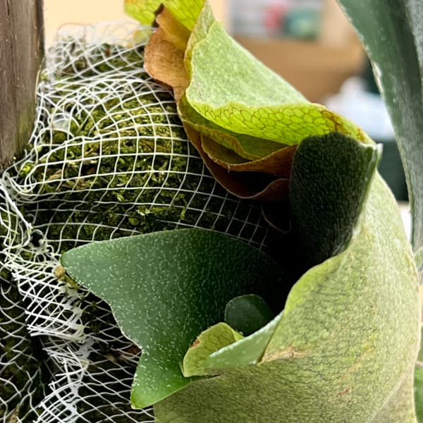 ビカクシダ（コウモリラン）：ネザーランド　長板付け