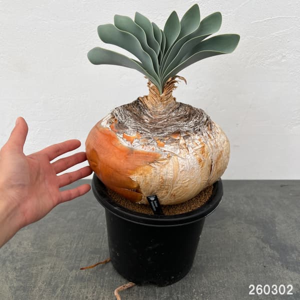 ブーファン:ハエマンソイデス 6号25-01