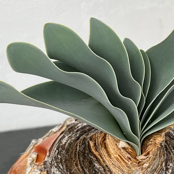 ブーファン:ハエマンソイデス 6号25-01